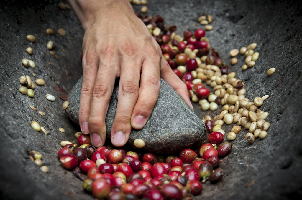 Café-Geisha-aromático-cremoso-afrutado-dulce-españa-recién-tostado-comprados-finca-lotes-pequeños-tostadora-FRESCO-PROCESO-ARTESANAL.ORIGEN. Todos nuestros cafés están comprados DIRECTAMENTE EN FINCA y en lotes pequeños, para tenerlos siempre lo más FRESCOS posible. No son cafés viejos, ni procedentes de stocks.